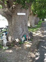 NSW - Chatsworth - Tree of Knowledge